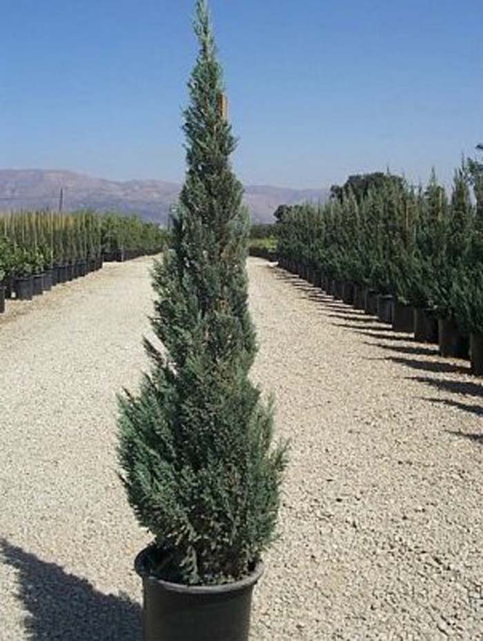 Plant photo of: Juniperus chinensis 'Blue Point'