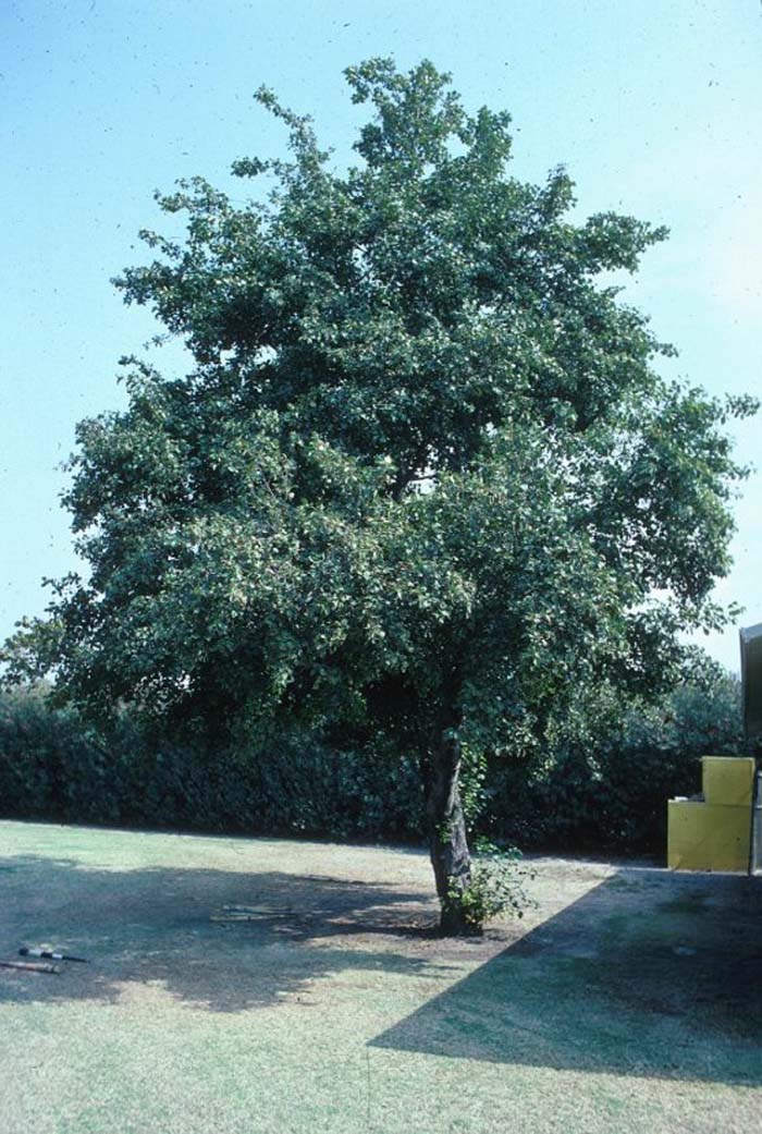 Plant photo of: Alnus cordata