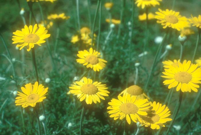 Plant photo of: Anthemis tinctoria