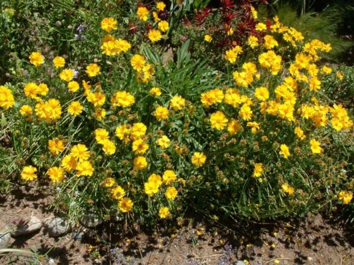 Plant photo of: Coreopsis lanceolata