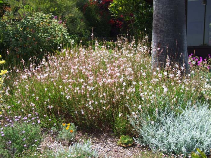 Plant photo of: Gaura lindheimeri