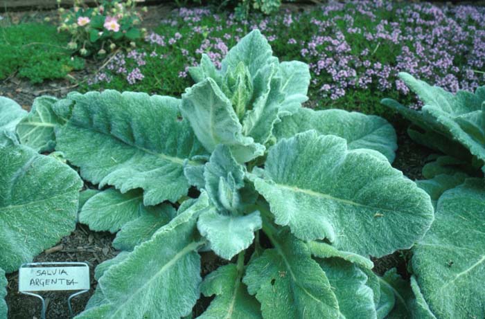 Plant photo of: Salvia argentea