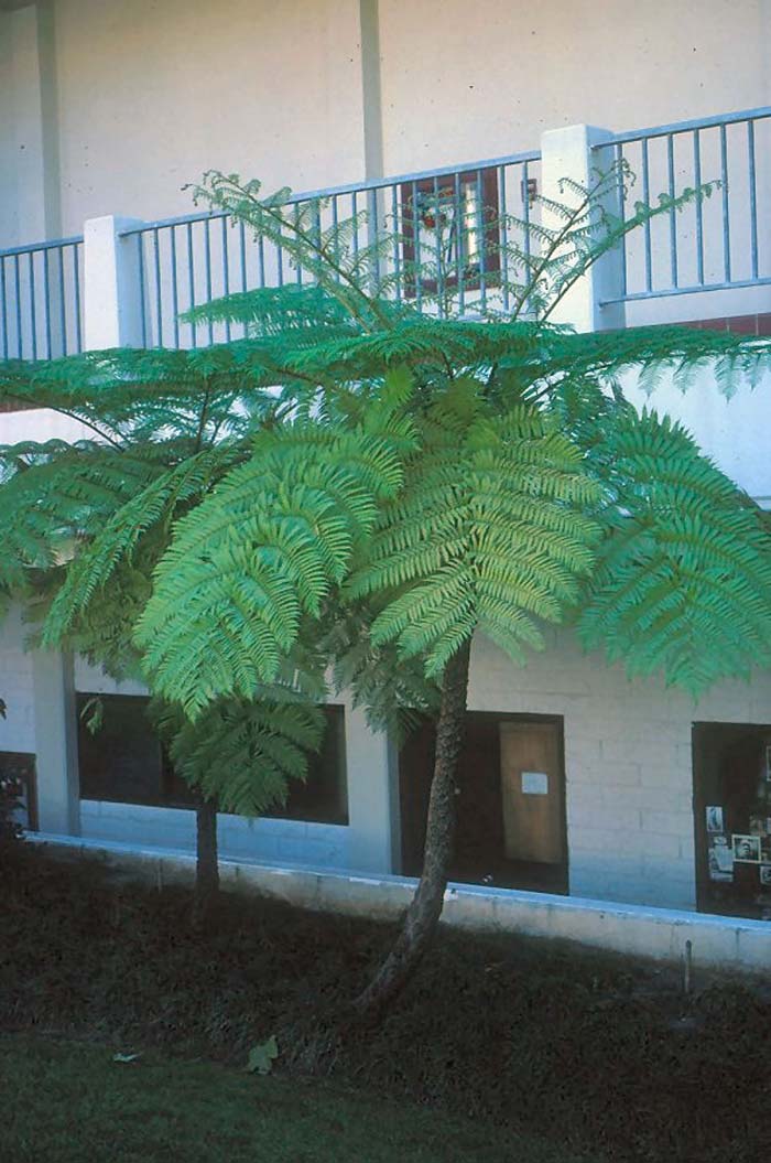 Plant photo of: Cyathea cooperi