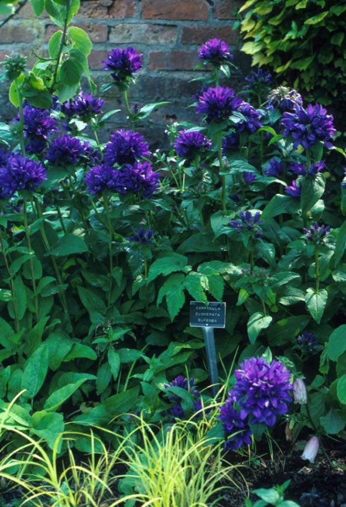 Plant photo of: Campanula glomerata