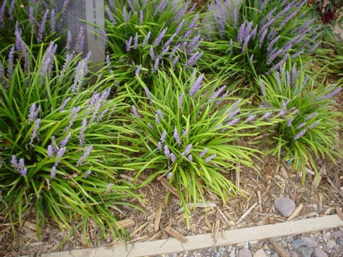 Plant photo of: Liriope muscari