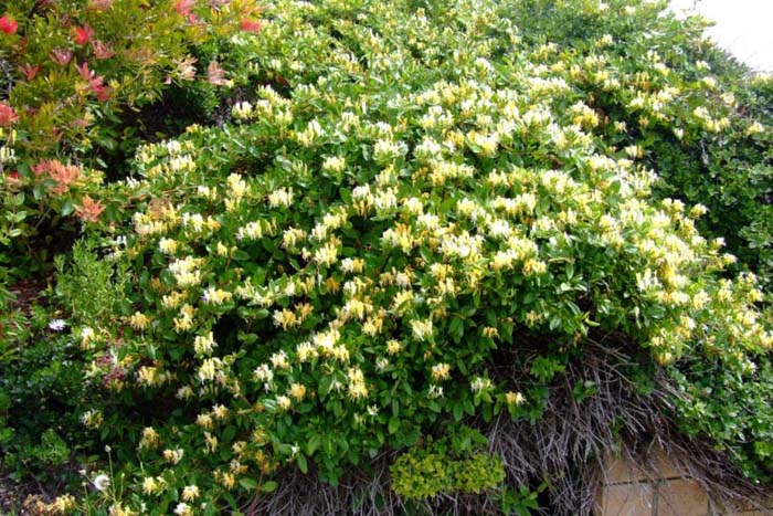 Plant photo of: Lonicera japonica 'Halliana'