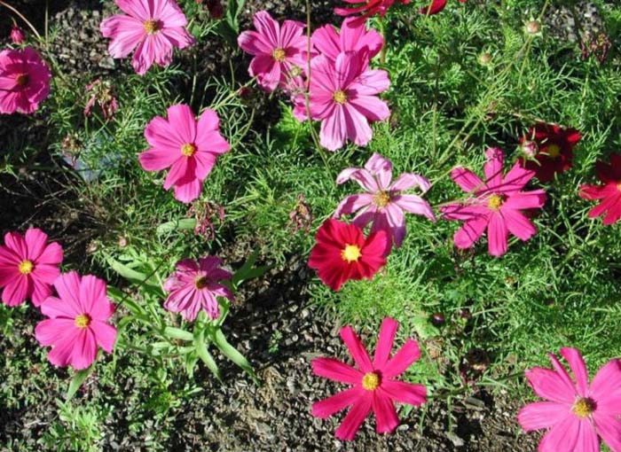 Plant photo of: Cosmos bipinnatus