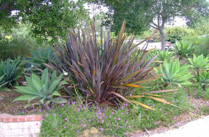 Plant photo of: Phormium tenax 'Atropurpureum'