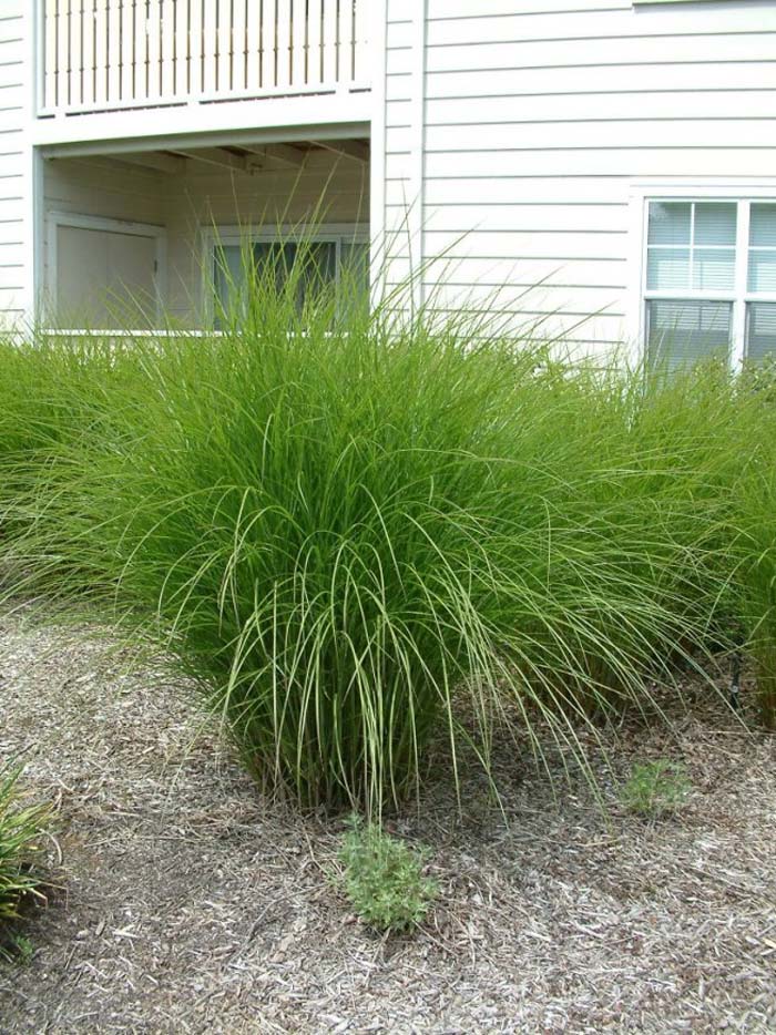 Plant photo of: Miscanthus sinensis 'Gracillimus'