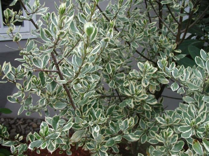 Plant photo of: Rhamnus alaternus variegata