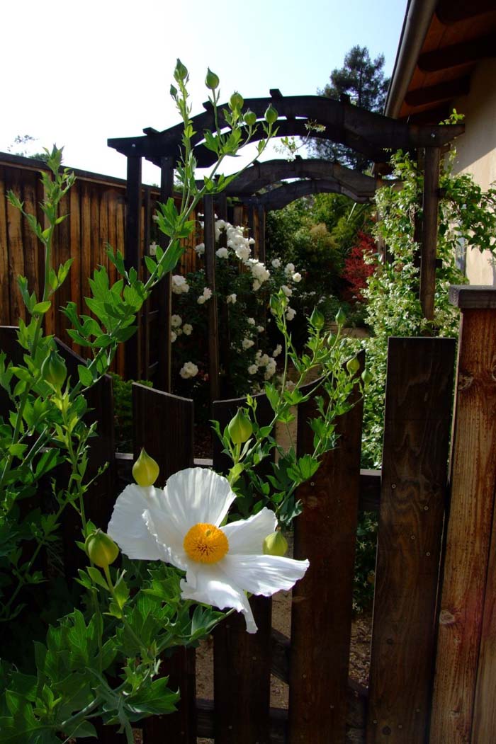 Plant photo of: Romneya coulteri