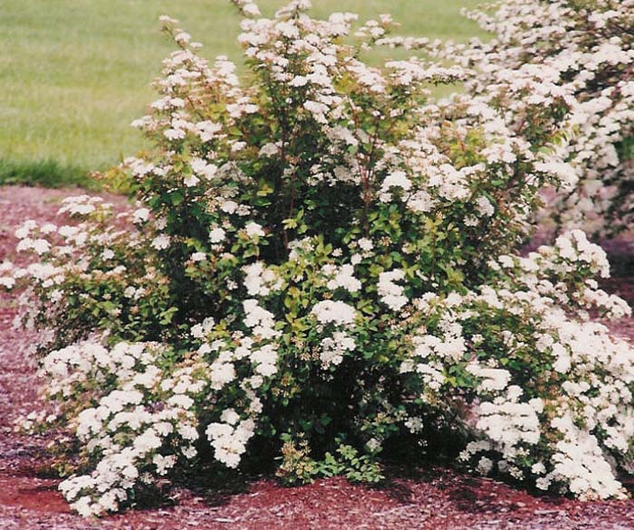 Plant photo of: Spiraea X vanhouttei