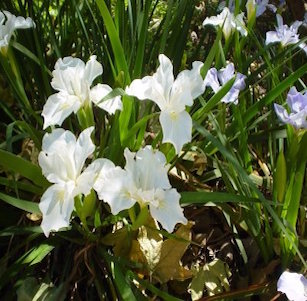 Shade Plants