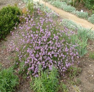 California Native Plants