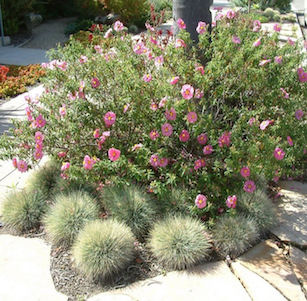 Fire-wise Shrubs