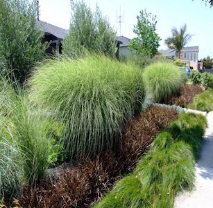 Ornamental Grass Garden