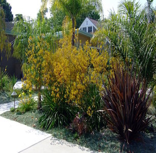 Kangaroo Paws Garden