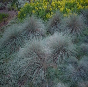 Ornamental Grasses & Clumping Plants