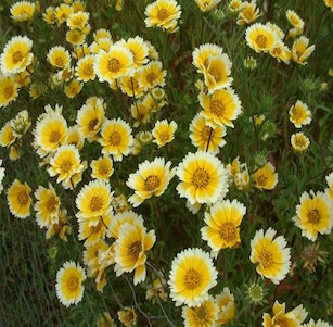 Low Water Perennials