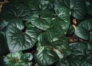 West Coast Wild Ginger