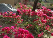 Bougainvillea, La Jolla