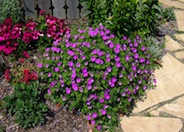 Biokovo Cranesbill