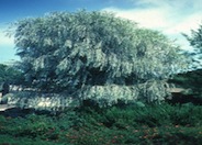 Acacia pendula