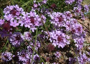 Verbena lilacina 'De La Mina'