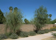 Shoestring Acacia, Dalby Myall