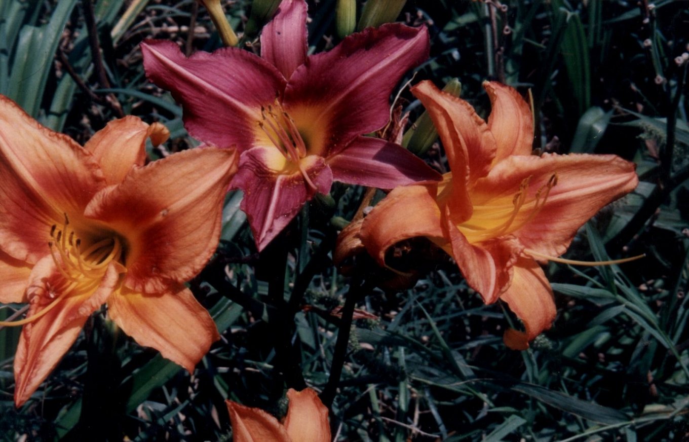 Orange Crush Daylily