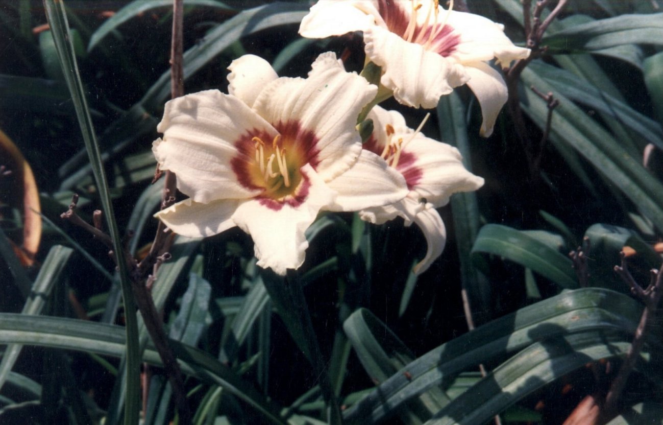 Pandora's Box Hybrid Daylily