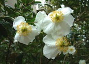 Carpenteria californica