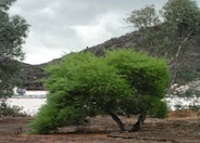 Acacia longifolia