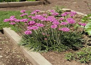 Armeria maritima