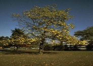 Catalpa speciosa