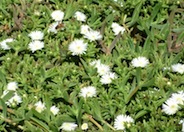 Delosperma 'Alba'