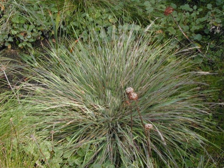 Calamagrostis foliosa