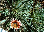 Sunburst Trailing Gazania