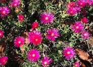 Trailing Ice Plant