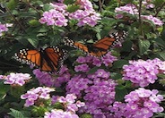 Trailing Lantana