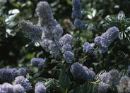 Ceanothus griseus horizontalis