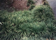 Ophiopogon japonicus