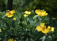 Island Bush Poppy