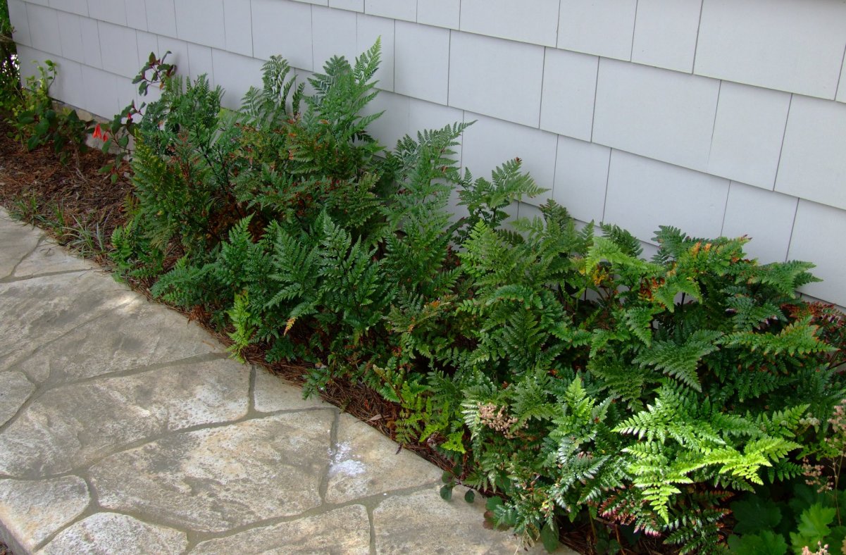 Leather Leaf Fern