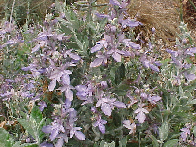 Teucrium fruticans 'Azurea'