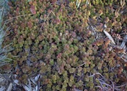 Sedum spurium 'Dragon's Blood'