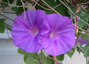 Ipomoea indica