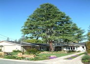 Cedrus atlantica