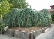 Cedrus atlantica 'Glauca Pendula'