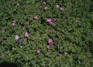 Purple Iceplant